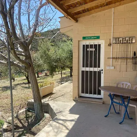Olive Grove بيت ضيافة *