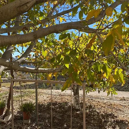 Olive Grove
