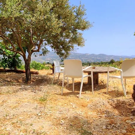 Olive Grove